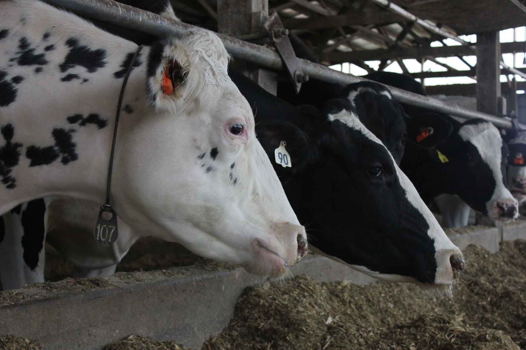 McClelland_dairy_2